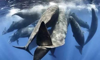 龙涎香来自于以下哪种海洋生物 蚂蚁庄园今日答